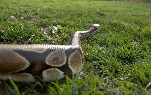 Bí[-]kíp[-]kỳ[-]diệu[-]khiến[-]động[-]vật[-]trở[-]thành[-]"X-men"[-]7